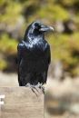 Raven