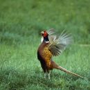 Pheasant 1