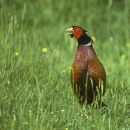 Pheasant 2