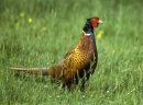 Pheasant 3