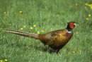Pheasant 4