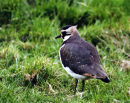 Lapwing