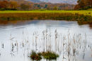 Reeds in River