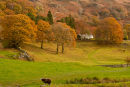 Herdwick Sheep