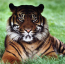 Sumatran Tiger