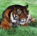 Sumatran Tiger