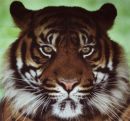 Sumatran Tiger
