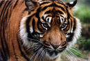 Sumatran Tiger