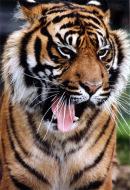 Sumatran Tiger