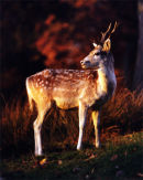 Young Sika Deer Buck