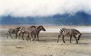 Zebras crossing !