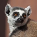 Ring-Tailed Lemur