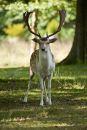 Fallow Deer