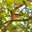 Robin