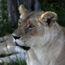 Female lion resting in the shade
