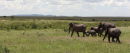 Elephants chase away a lion