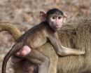 Baby Baboon - Hitching a ride