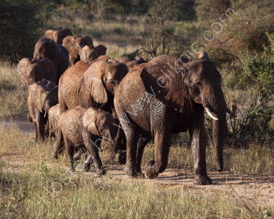 Elephants approaching the water hole at Treetops