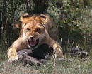 Protecting the kill.