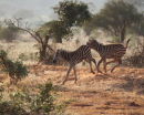 Young Zebra 
