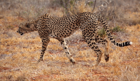Cheetah - Tsavo West