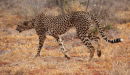 Cheetah - Tsavo West