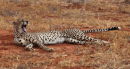 Cheetah yawning - Tsavo 