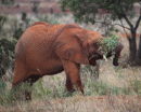 Elephant - Tsavo