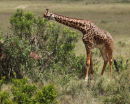Giraffe eating