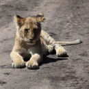 Young Lion Club - Masai Mara