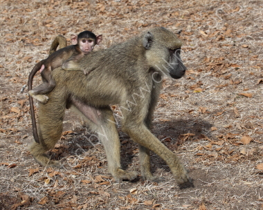 Baboon and baby
