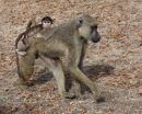 Baboon and baby