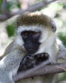 Vervet Monkey