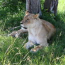 Female Lion under a tree