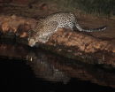 Leopard at the Water Hole
