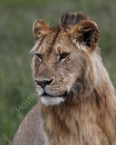 Portrait of a young male lion.