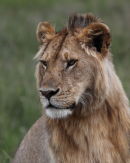 Portrait of a young male lion.