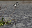 Pied Kingfisher - Lake Naivasha