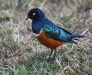 Superb Starling - Ngulia Lodge - Kenya