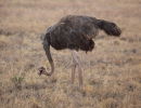 Ostrich - Masai Mara