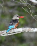 Striped Kingfisher - Lake Nakuru