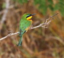 Bee Eater - Shimba Hills - Kenya