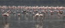 Flamingoes - Lake Nakuru