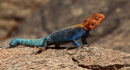 gekko @Nguila Lodge - Tsavo
