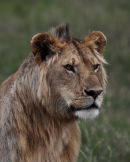 Young Male Lion - Masai Mara