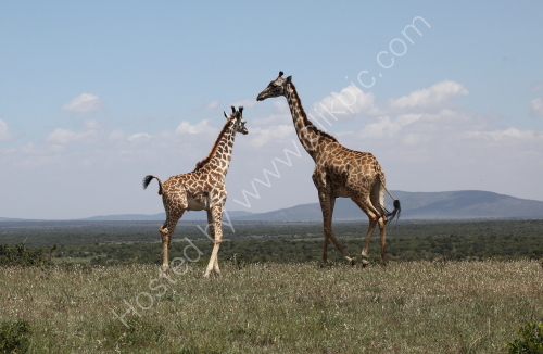 Giraffes at the Masai Mara
