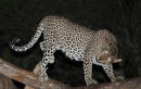 Leopard at Night - Tsavo West - Kenya