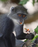 Sykes monkey - snacking on berries