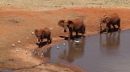 Elephants at the Voi water hole.