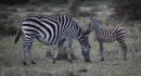 zebra near Lake Naivasha